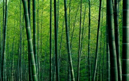 Papel Tapiz Bosque de Bamboo (M2)
